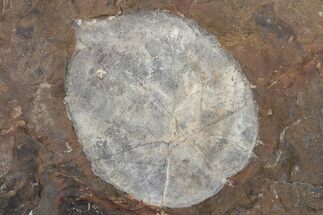 Paleocene Leaf Fossil - North Dakota #231999
