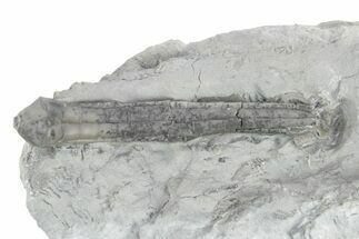 Fossil Crinoid (Synbathocrinus) - Monroe County, Indiana #232142
