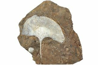 Fossil Ginkgo Leaf From North Dakota - Paleocene #232007