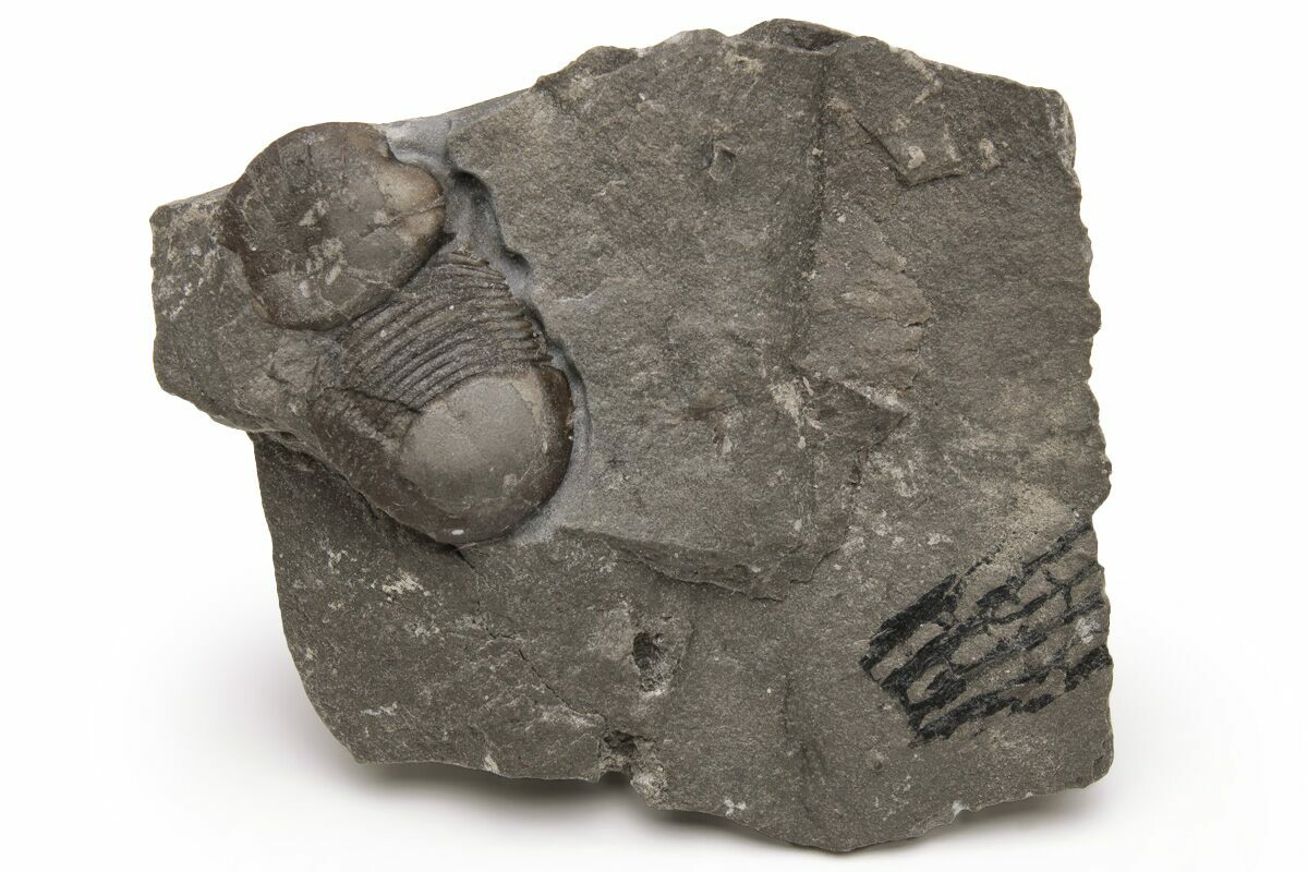 .7" Bumastus Ioxus Trilobite New York (232058) For Sale