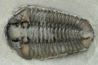 Calymene Niagarensis Trilobite Fossil - New York #232087