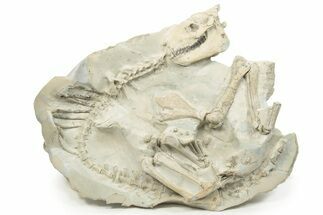 Fossil Oreodont (Merycoidodon) Skeleton - Nearly Complete! #232222