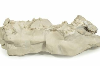 Fossil Oreodont (Merycoidodon) Skull with Associated Bones #232221