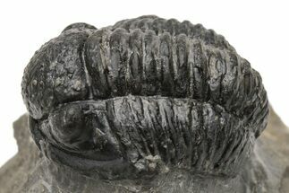 Detailed Gerastos Trilobite Fossil - Morocco #226621