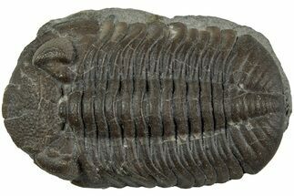 Long Eldredgeops Trilobite Fossil - Paulding, Ohio #232230