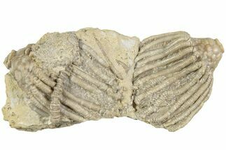 Fossil Crinoid Plate (Eretmocrinus) - Gilmore City, Iowa #232255