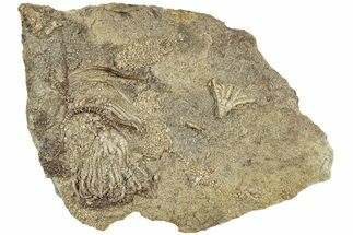 Two Fossil Crinoids (Eretmocrinus & Cercidocrinus) -Gilmore City, Iowa #232261