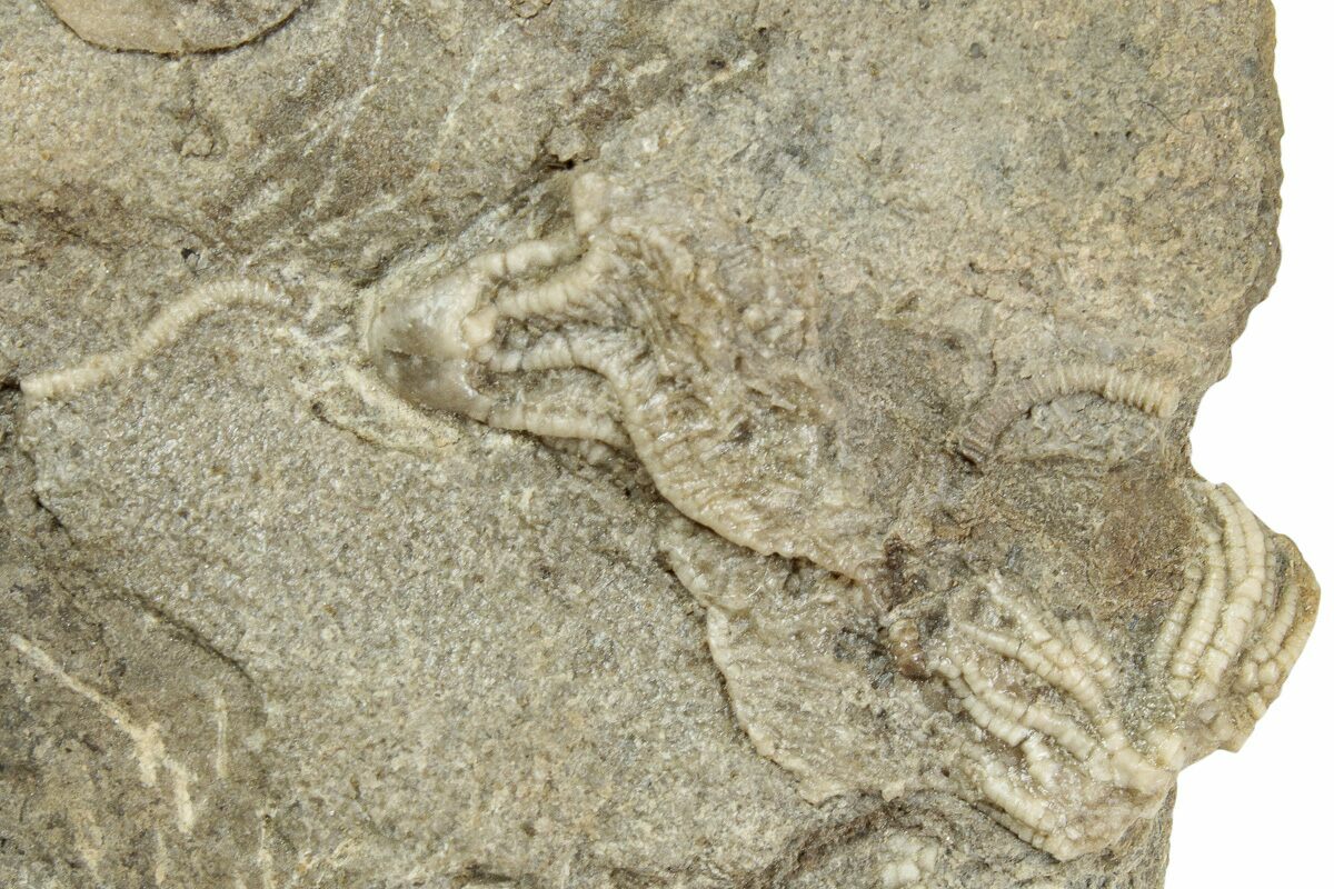 .8" Fossil Crinoid (Dichocrinus) Gilmore City, Iowa (232265) For