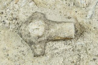 Crinoid (Ancyrocrinus) Fossil Grapnel - Paulding, Ohio #232266