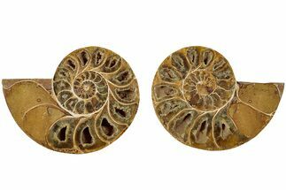 Jurassic Cut & Polished Ammonite Fossil - Madagascar #229244