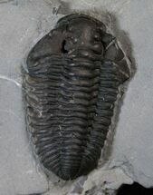 Inflated Calymene Niagarensis Trilobite - New York #14037