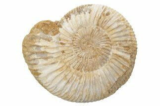 Jurassic Ammonite (Perisphinctes) Fossil - Madagascar #218802