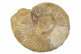 Jurassic Ammonite (Perisphinctes) Fossil - Madagascar #218820