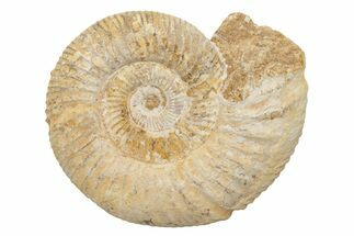 Jurassic Ammonite (Perisphinctes) Fossil - Madagascar #218827
