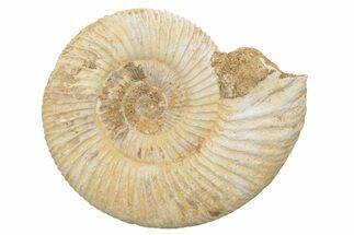 Jurassic Ammonite (Perisphinctes) Fossil - Madagascar #218842
