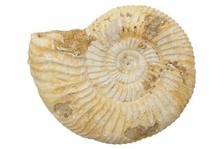 Jurassic Ammonite (Perisphinctes) Fossil - Madagascar #218851