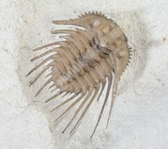 Caramel Colored Kettneraspis Trilobite - Black Cat Mountain #14053