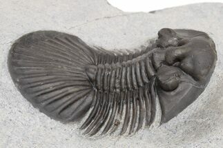 Scabriscutellum Trilobite - Nice Shell Detail #230481
