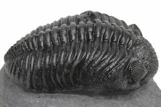 Huge Phacopid (Drotops) Trilobite - Excellent Eye Detail #230486