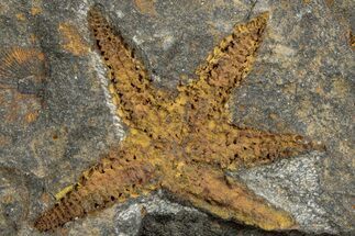 Ordovician Starfish (Petraster?) Fossil - Morocco #232716