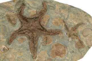 Ordovician Fossil Starfish - Morocco #233029
