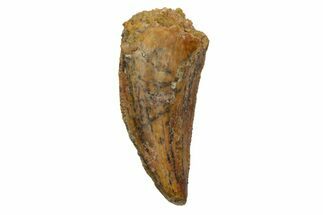 Serrated, Raptor Tooth - Real Dinosaur Tooth #233052