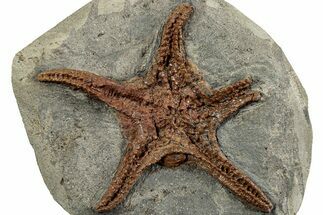 Upper Ordovician Fossil Starfish - Morocco #232964