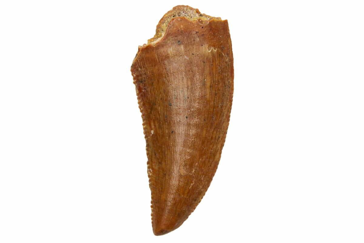 Serrated, .78" Raptor Tooth Real Dinosaur Tooth (233073) For Sale