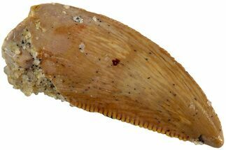 Serrated, Raptor Tooth - Real Dinosaur Tooth #233002