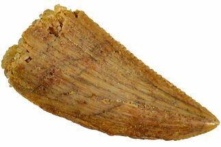 Serrated, Raptor Tooth - Real Dinosaur Tooth #233004