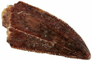 Serrated, Raptor Tooth - Real Dinosaur Tooth #233013