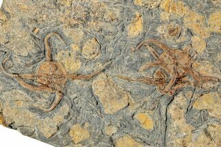 Plate With Three Fossil Brittle Stars (Ophiura) - Morocco #233114