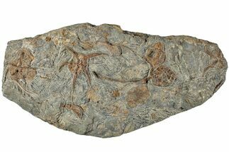 Plate With Fossil Brittle Stars, Carpoids & Corals #233120