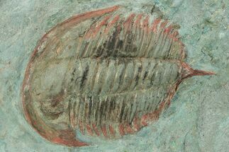 Bargain, Trilobite (Pseudosaukianda) - Issafen, Morocco #233334