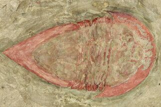 Bargain, Rare, Kierarges Trilobites - Fezouata Formation #233353
