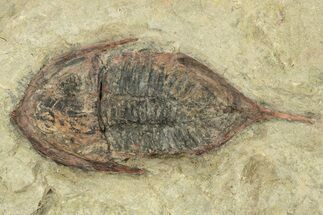 Bargain, Megistaspis Trilobite - Fezouata Formation #233355