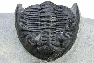Detailed Hollardops Trilobite - Visible Eye Facets #230440