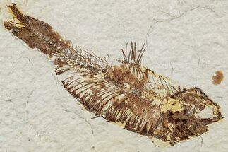 Fossil Fish (Knightia) - Green River Formation #233111