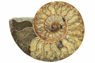 Cut & Polished Ammonite Fossil (Half) - Madagascar #233651