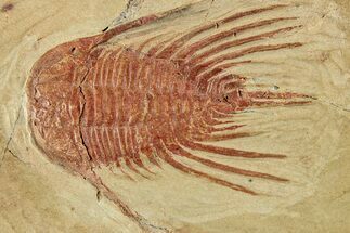 Anacheirurus (Lehua) Trilobite - Fezouata Formation #233446