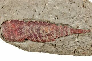 Soft-Bodied Fossil Aglaspid (Tremaglaspis) - Fezouata Formation #233429