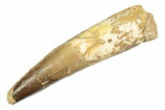 Fossil Spinosaurus Tooth - Partially Rooted #233757