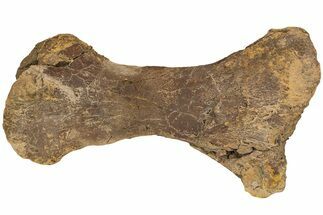 Hadrosaur (Edmontosaurus) Metatarsal (II) - Wyoming #233809