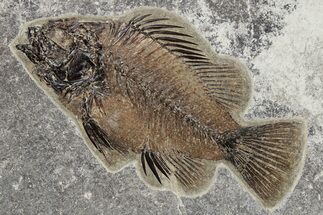 Fossil Fish (Priscacara) - Beautiful Preservation #233842