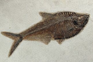 Beautiful Fossil Fish (Diplomystus) - Wyoming #233855