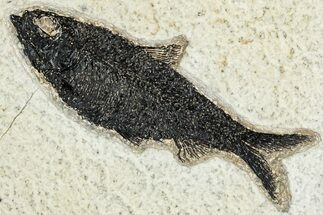Detailed Fossil Fish (Knightia) - Wyoming #233894