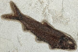 Detailed Fossil Fish (Knightia) - Wyoming #233904