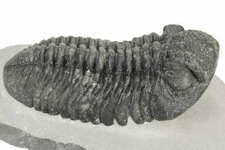 Large Phacopid (Drotops) Trilobite - Mrakib, Morocco #233835