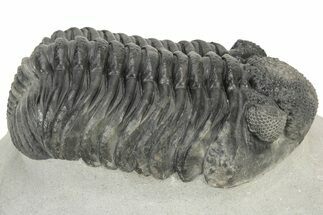 Large Phacopid (Drotops) Trilobite - Nice Eye Preservation #233837