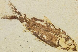 Fossil Fish (Knightia) - Wyoming #233147